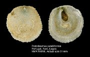 Pododesmus patelliformis (2)